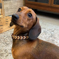Brown dachshund wearing a brown and gold collar.
