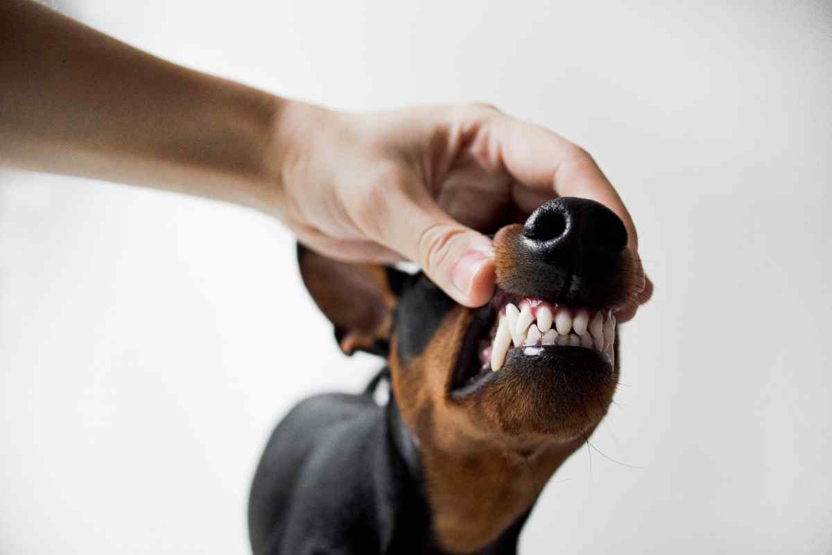 Natural ways to clean your dog's teeth without brushing - Big Green Hound