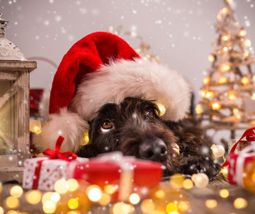 Santa Paws is Coming to Town: Tips for a Jolly and Safe Christmas with Your Dog - Big Green Hound