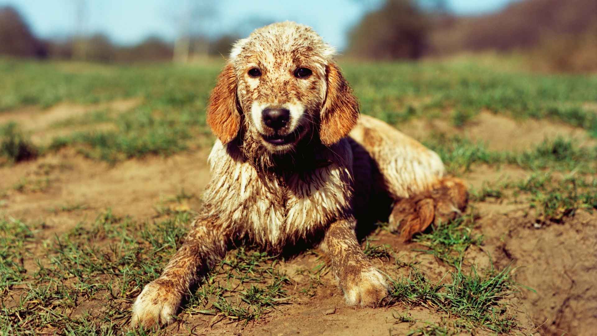 Looking after your Big Green Hound collar and lead